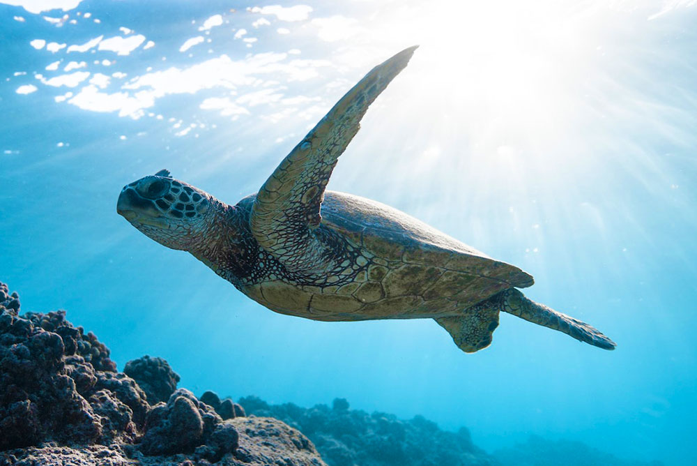 Learn From Turtles How to Enter an Exceptionally Deep Level of Relaxation at Any Time