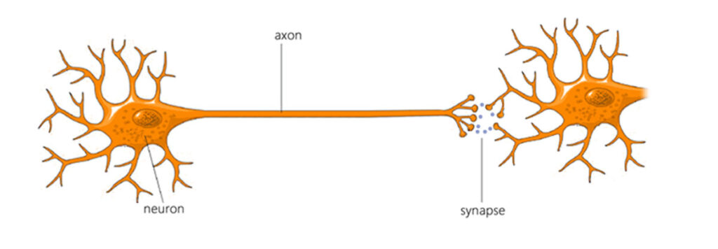 Rewire your brain using Hebb's Law