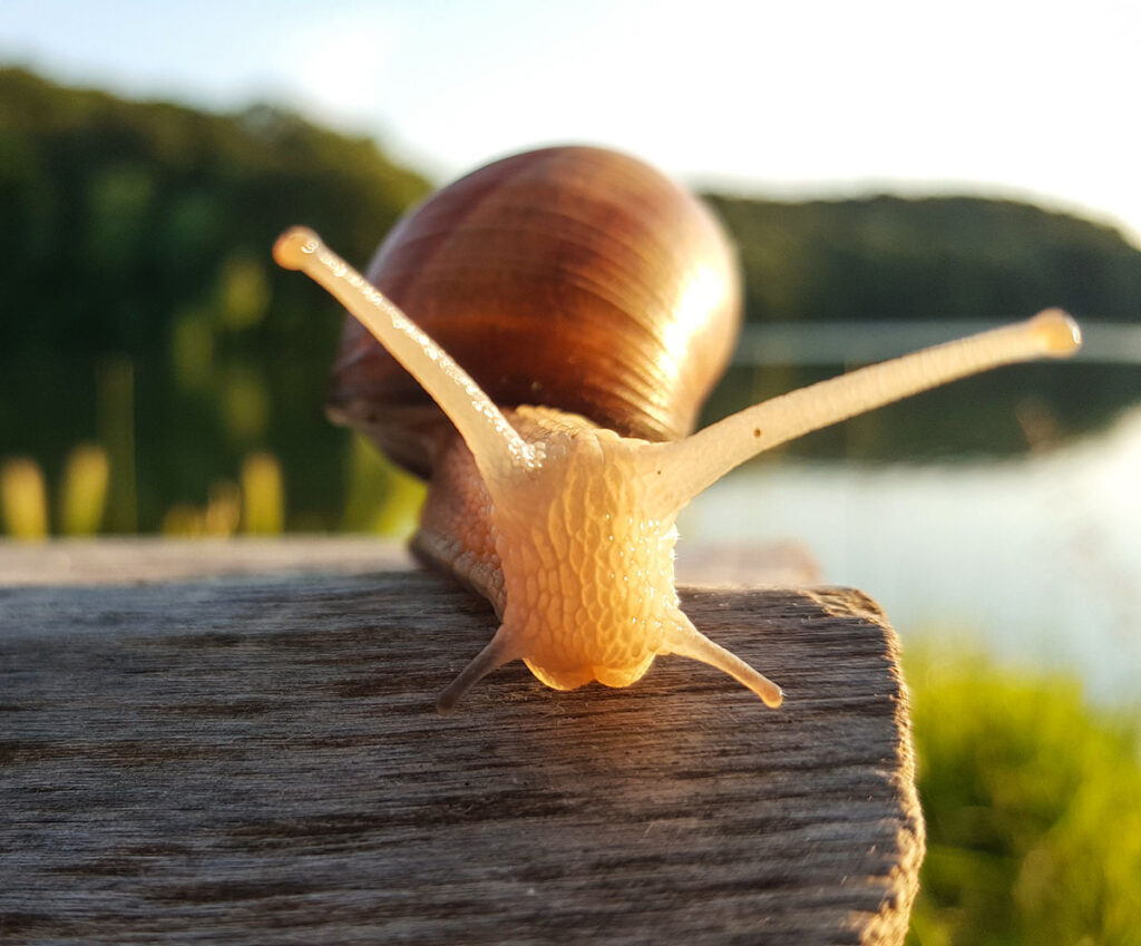 Snails have no brain, yet they can feel stress or relaxation.