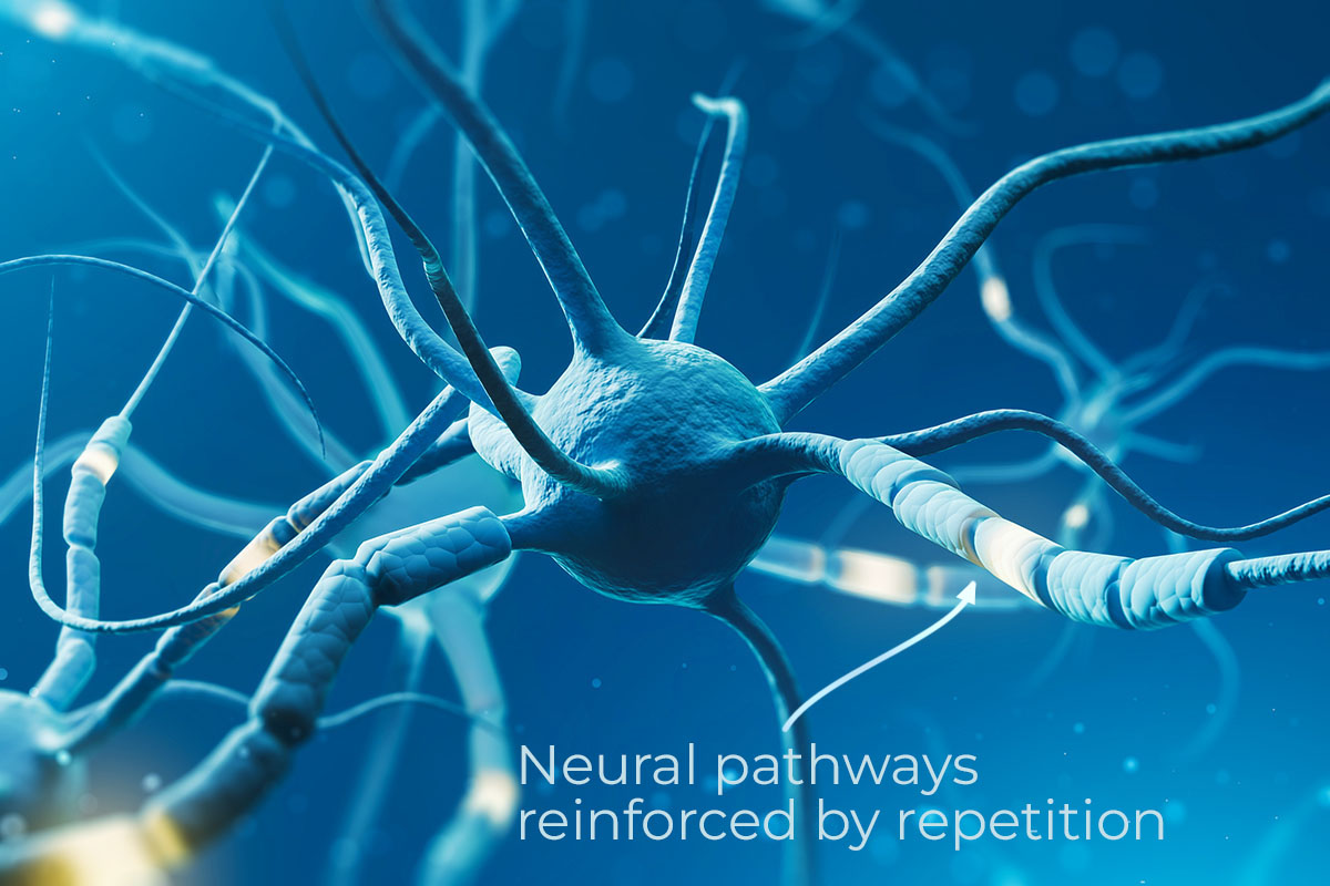 Neuron with mylelinated and not myelinated neural pathways.