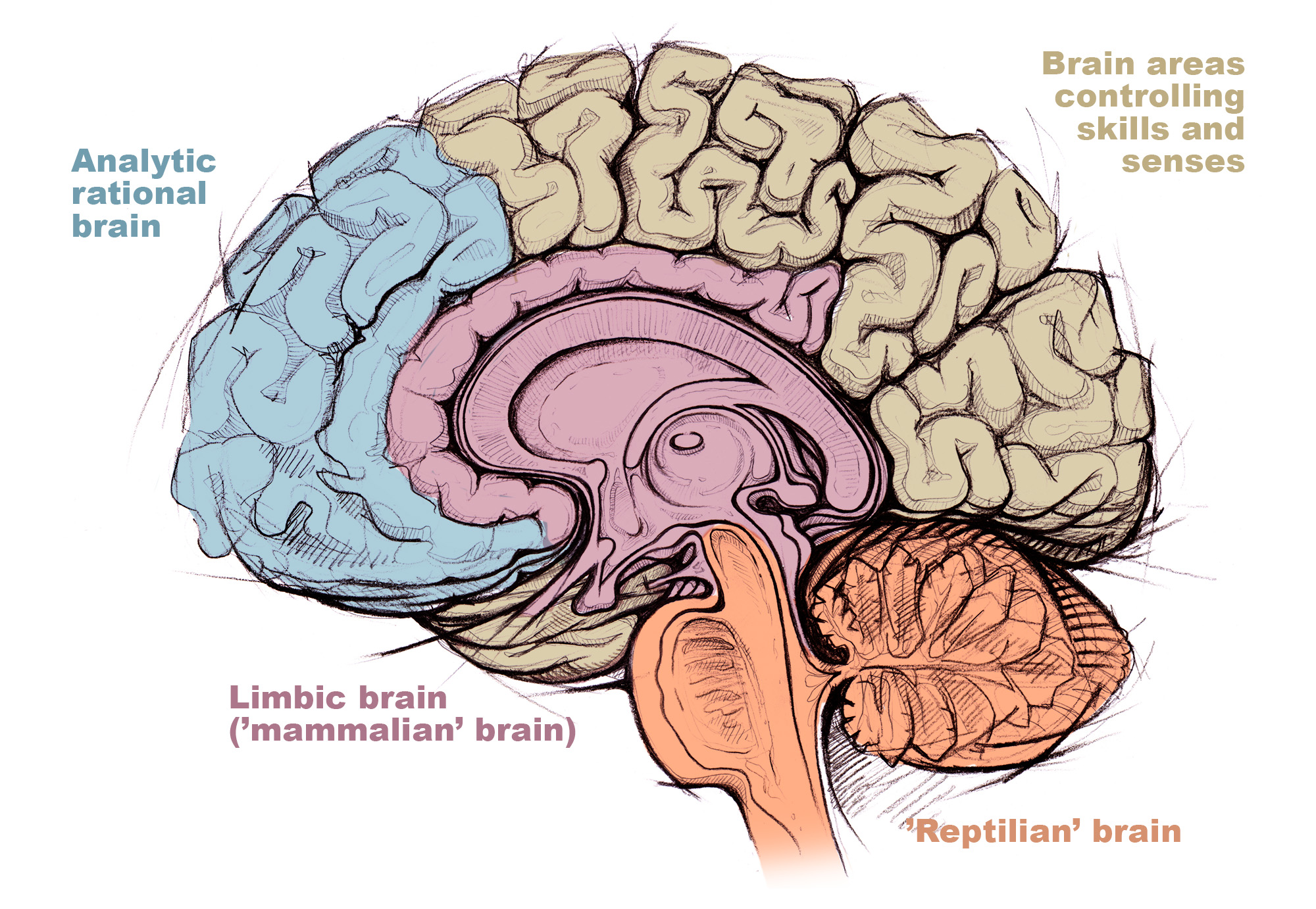 Analytic brain, Limbic 'mammalian' brain, 'reptilian' brain