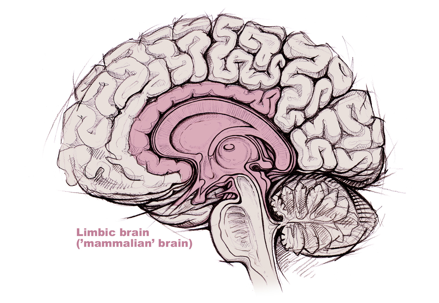 Limbic brain, emotional brain, subconscious, mammalian brain