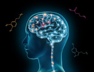 Brain chemistry, Neurtransmitters, Hormones